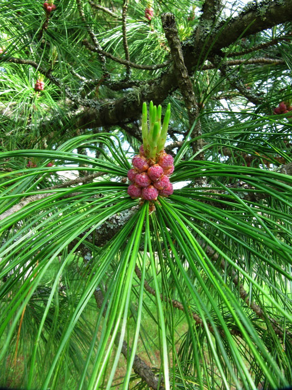 Изображение особи Pinus sibirica.