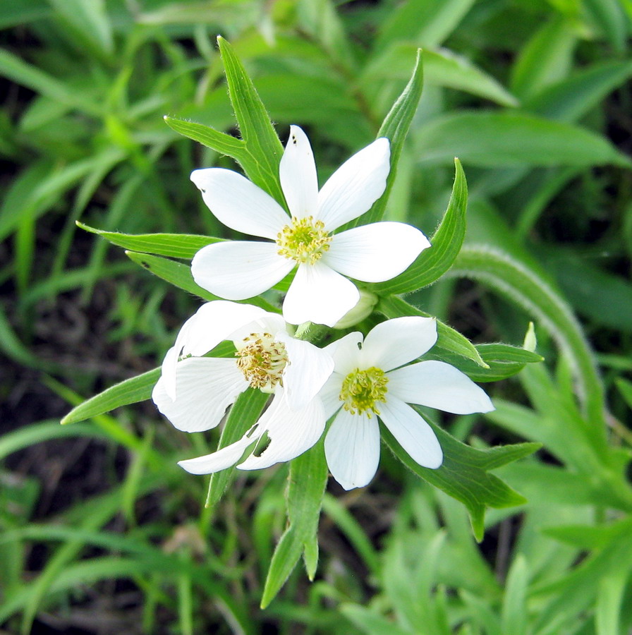 Image of Anemonastrum narcissiflorum specimen.