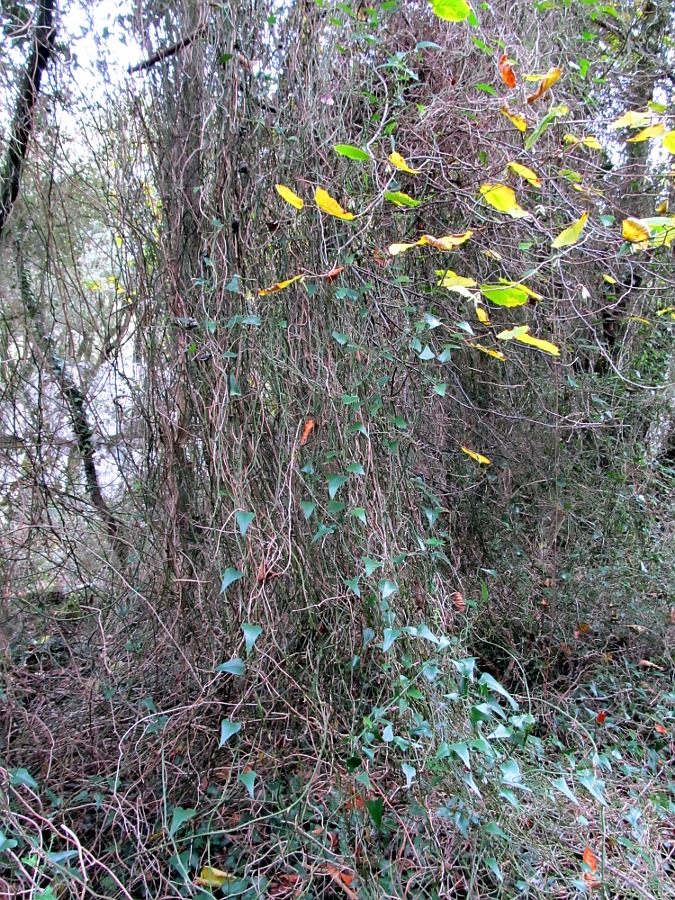 Image of Smilax aspera specimen.