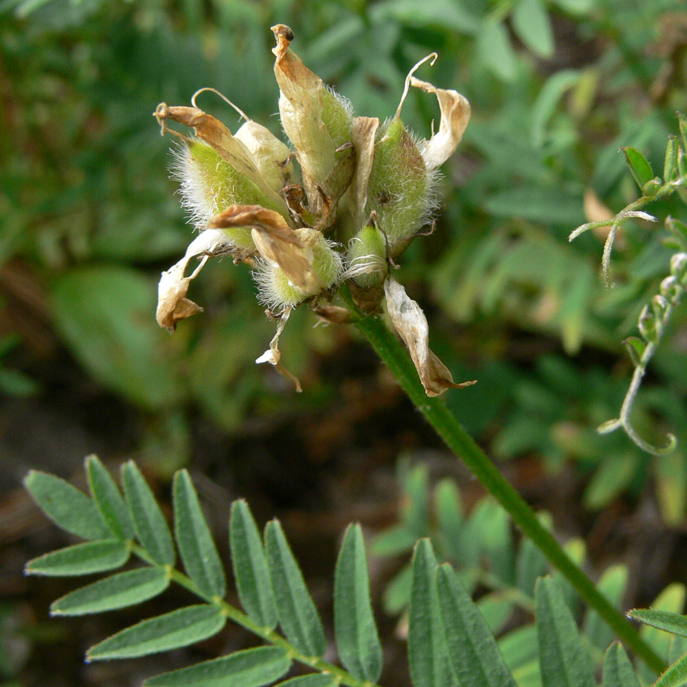 Изображение особи Astragalus danicus.