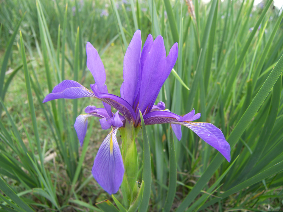 Image of Iris musulmanica specimen.