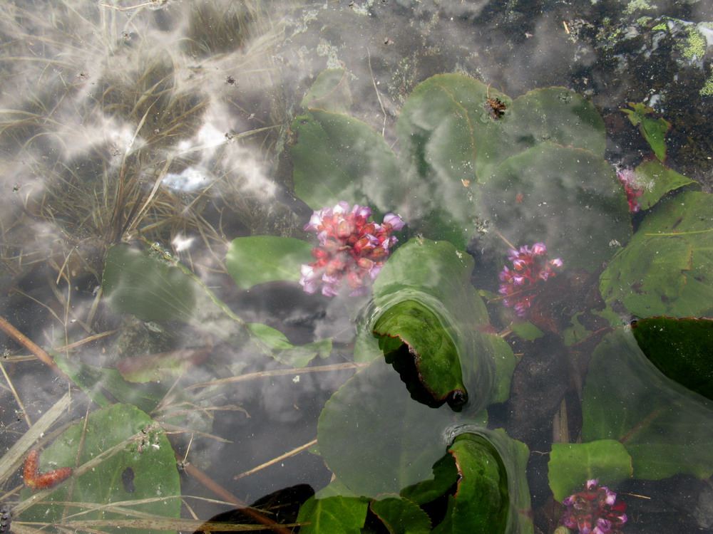 Image of Bergenia crassifolia specimen.