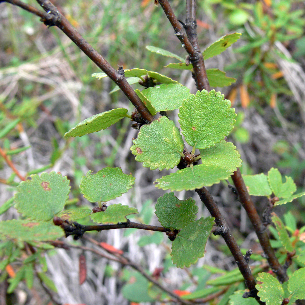 Image of Betula nana specimen.