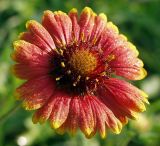 Gaillardia × grandiflora