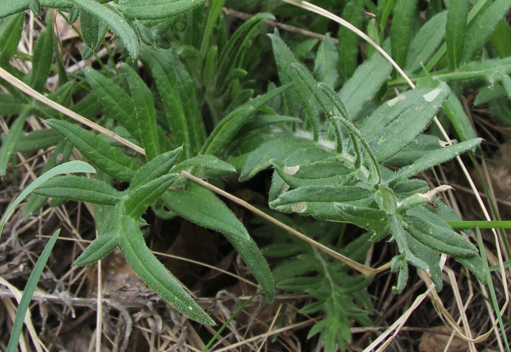 Image of Cirsium polonicum specimen.