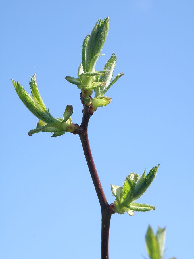 Image of Crataegus arnoldiana specimen.