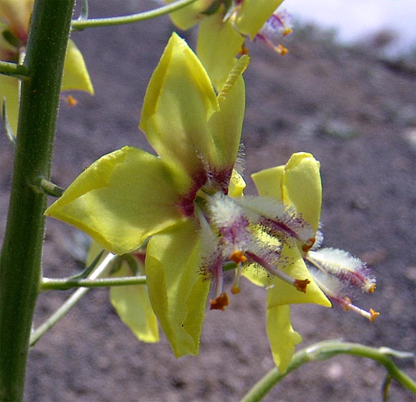 Image of Verbascum nudicaule specimen.