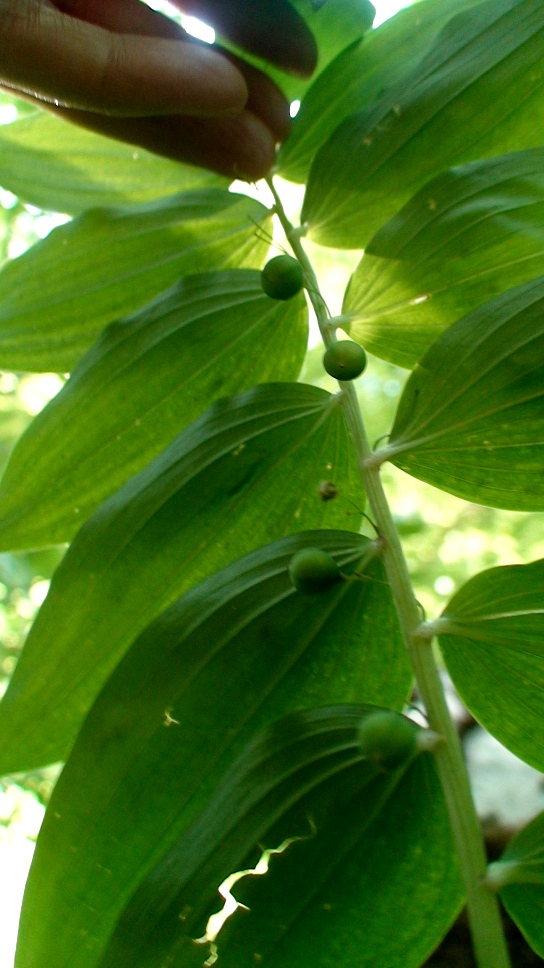 Image of Polygonatum orientale specimen.