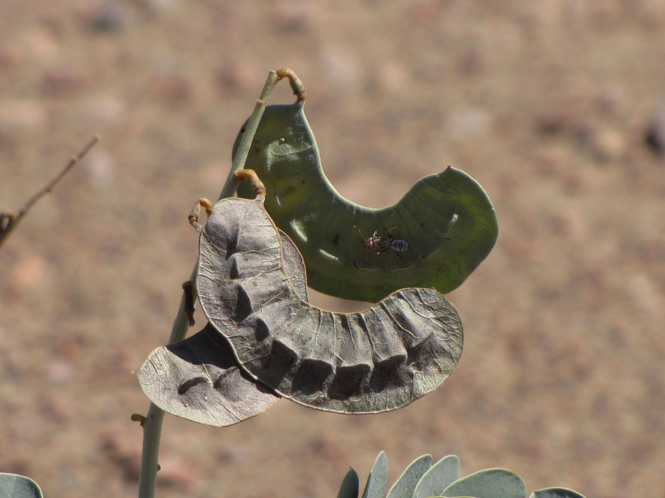 Image of Senna italica specimen.