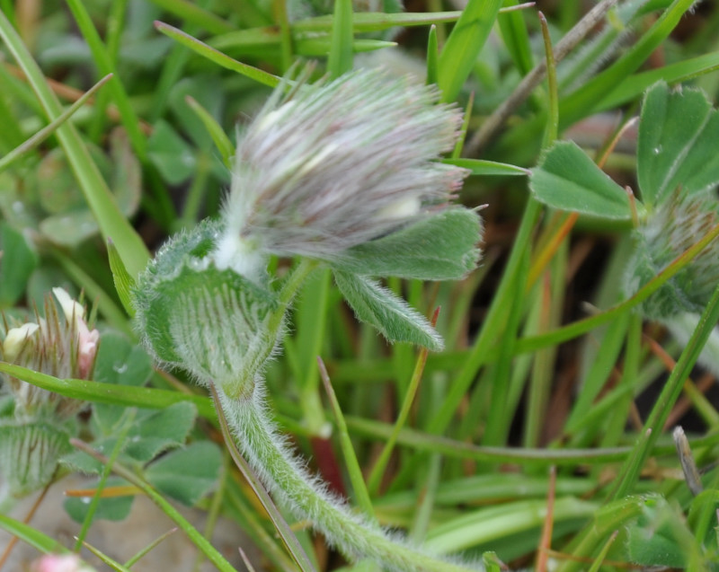 Изображение особи Trifolium stellatum.