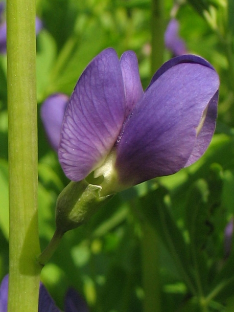 Image of Baptisia australis specimen.