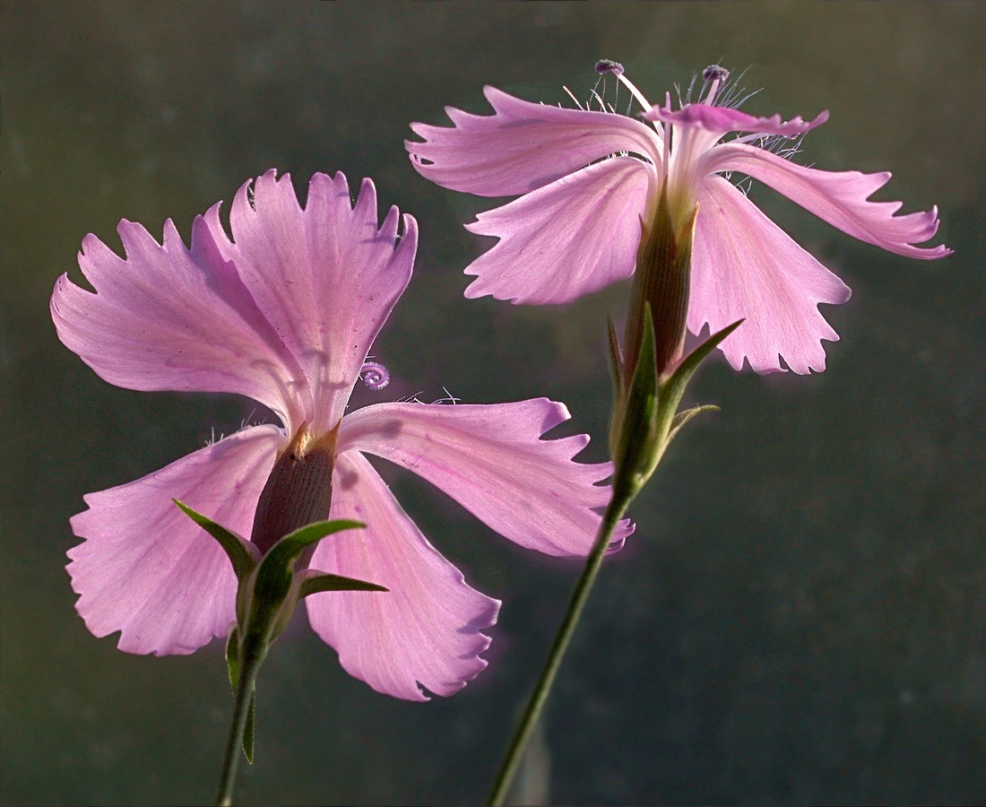 Image of genus Dianthus specimen.