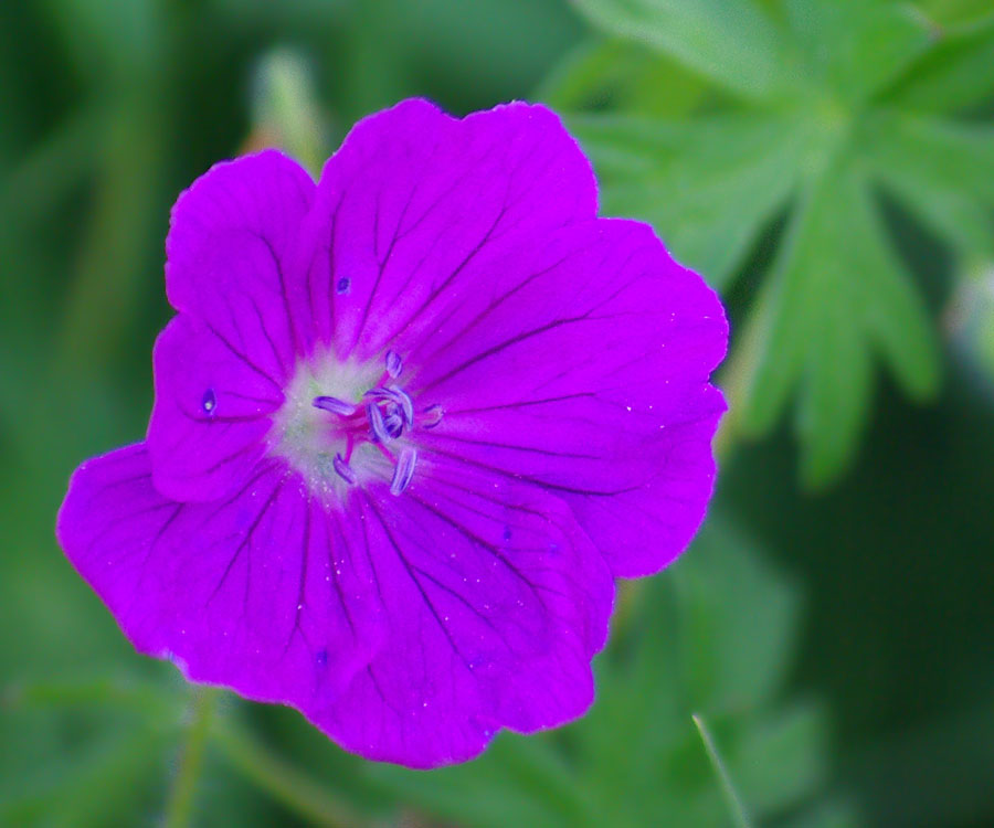 Image of Geranium sanguineum specimen.