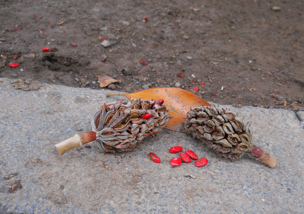 Image of Magnolia grandiflora specimen.