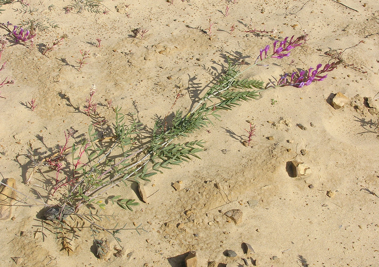 Image of Astragalus varius specimen.