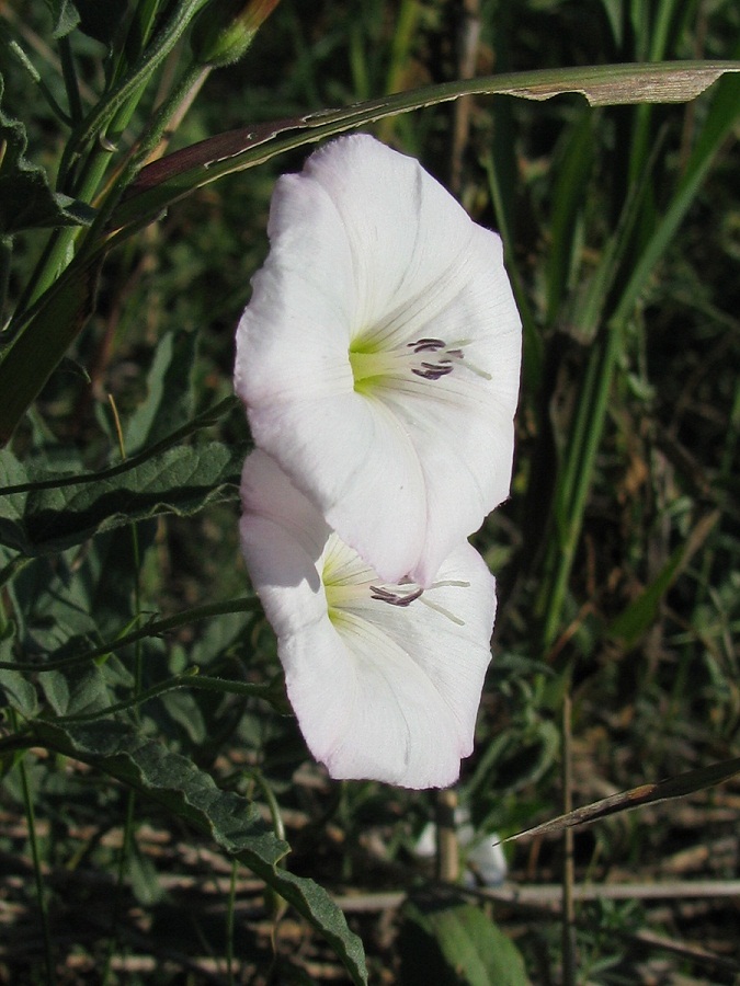 Image of Convolvulus arvensis specimen.