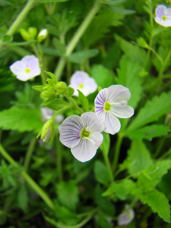 Image of Veronica peduncularis specimen.