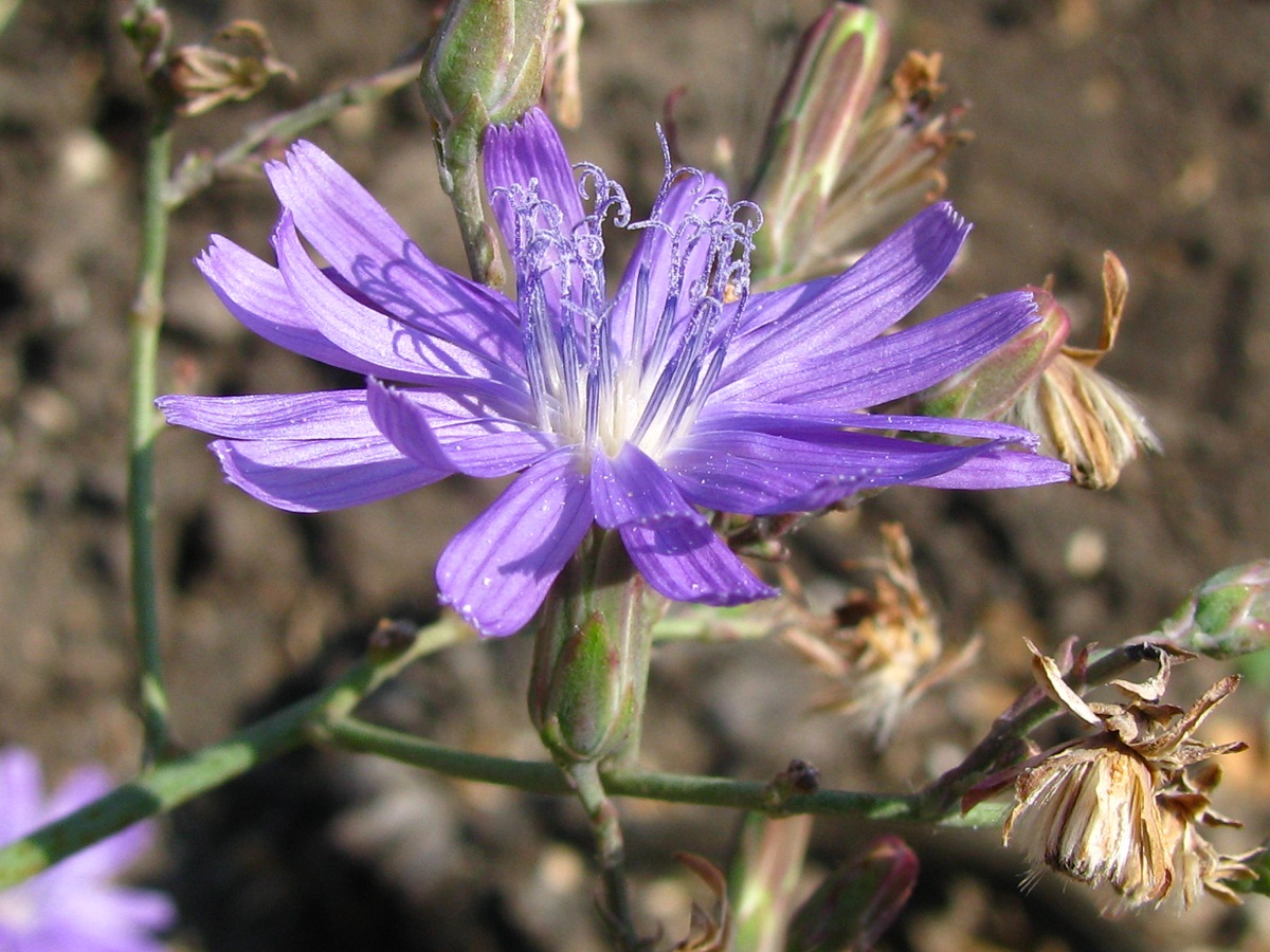 Изображение особи Lactuca tatarica.