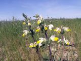 Phlomoides labiosa