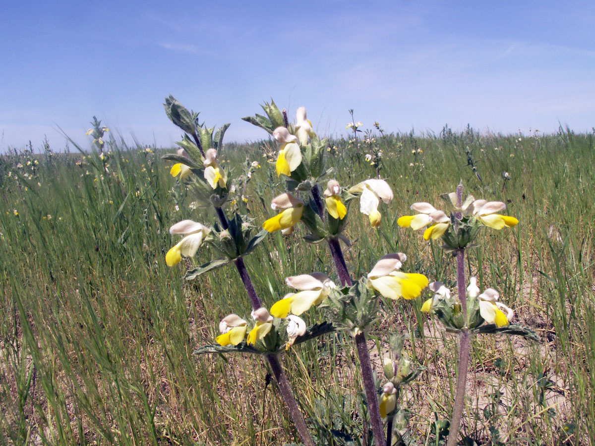 Image of Phlomoides labiosa specimen.