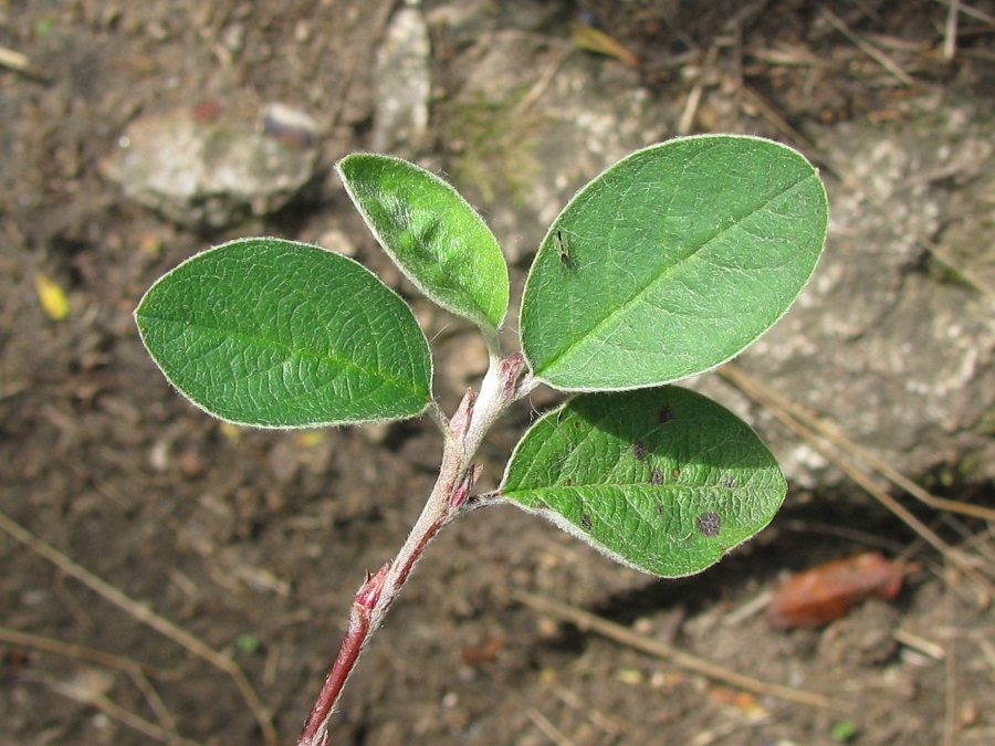 Image of Cotoneaster melanocarpus specimen.