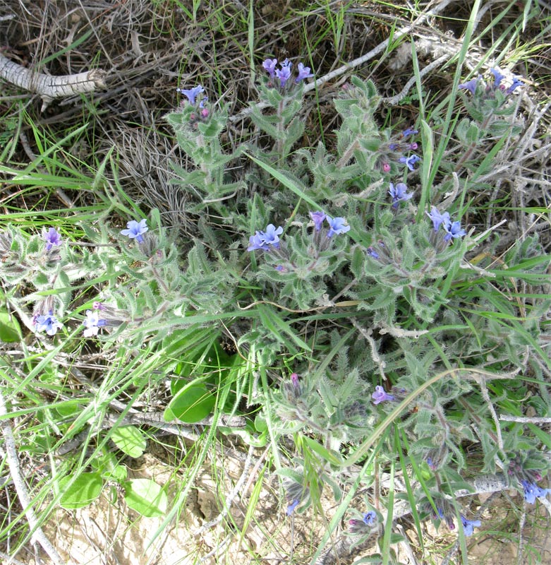 Image of Alkanna strigosa specimen.