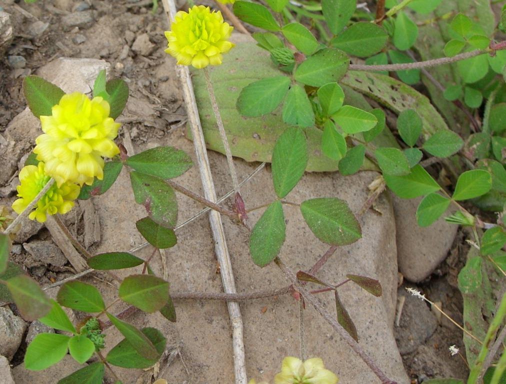 Image of Trifolium campestre specimen.