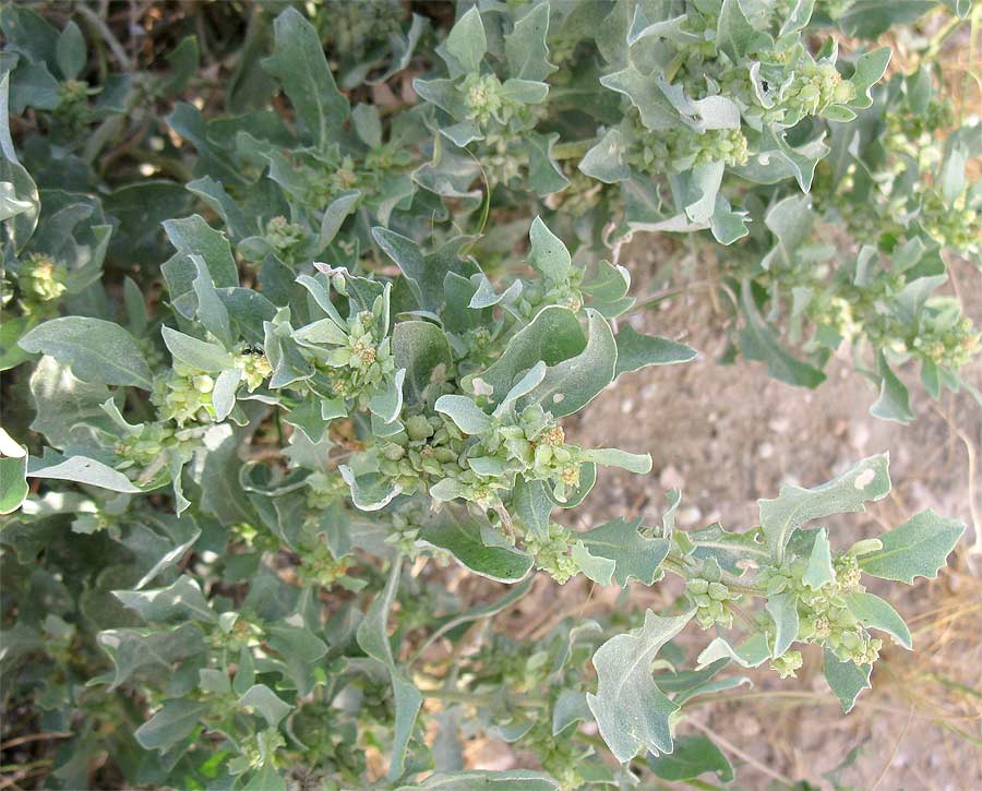 Image of genus Atriplex specimen.