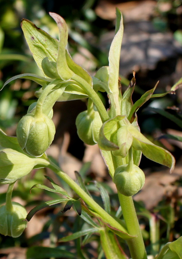 Изображение особи Helleborus foetidus.