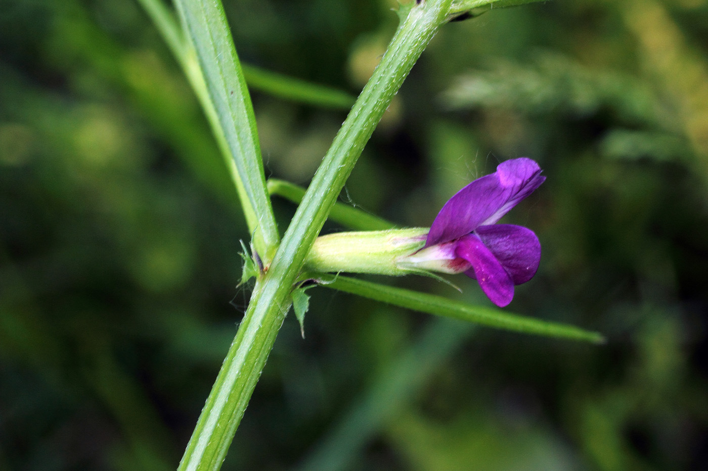 Image of Vicia angustifolia specimen.