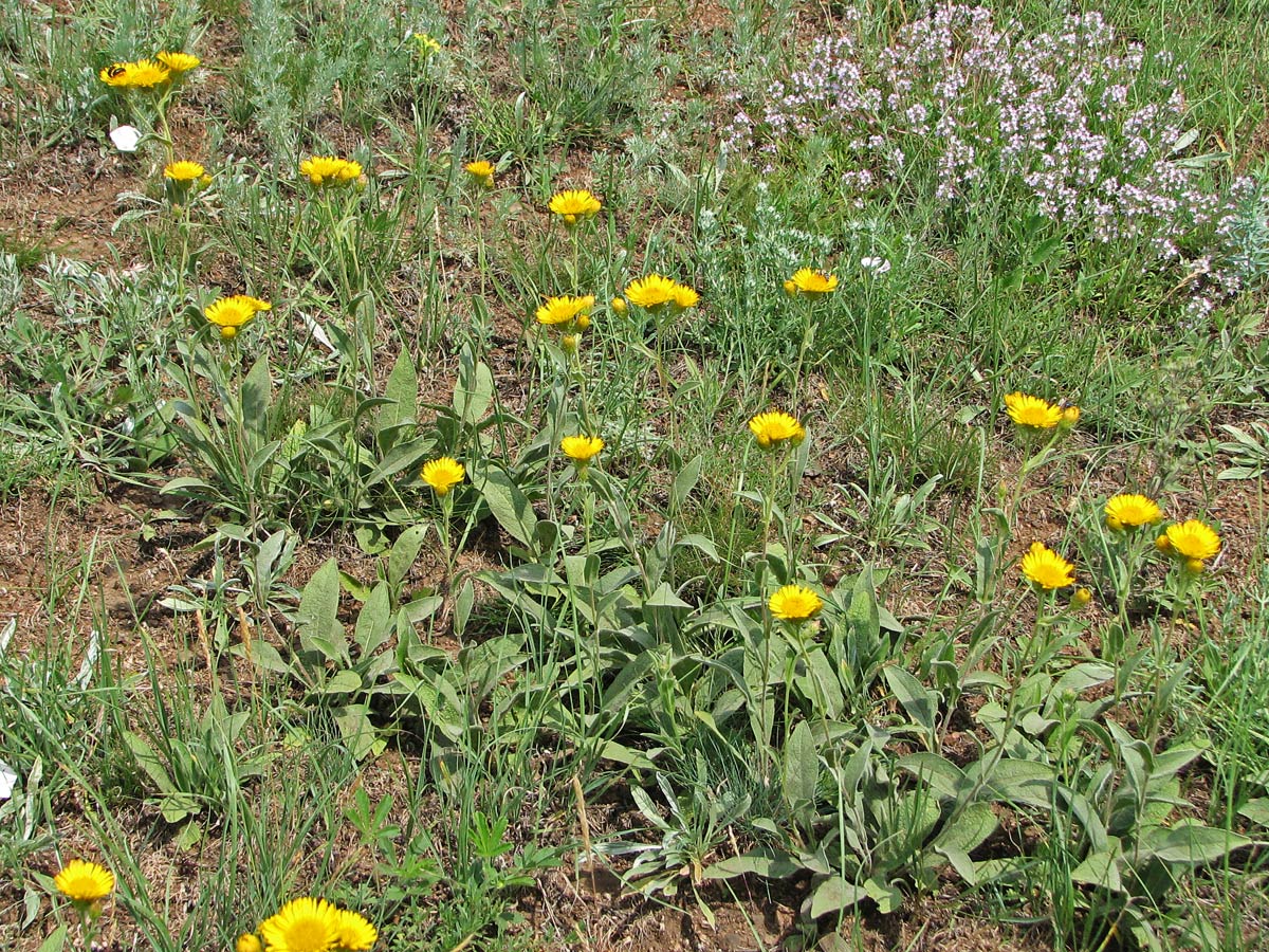 Image of Inula oculus-christi specimen.