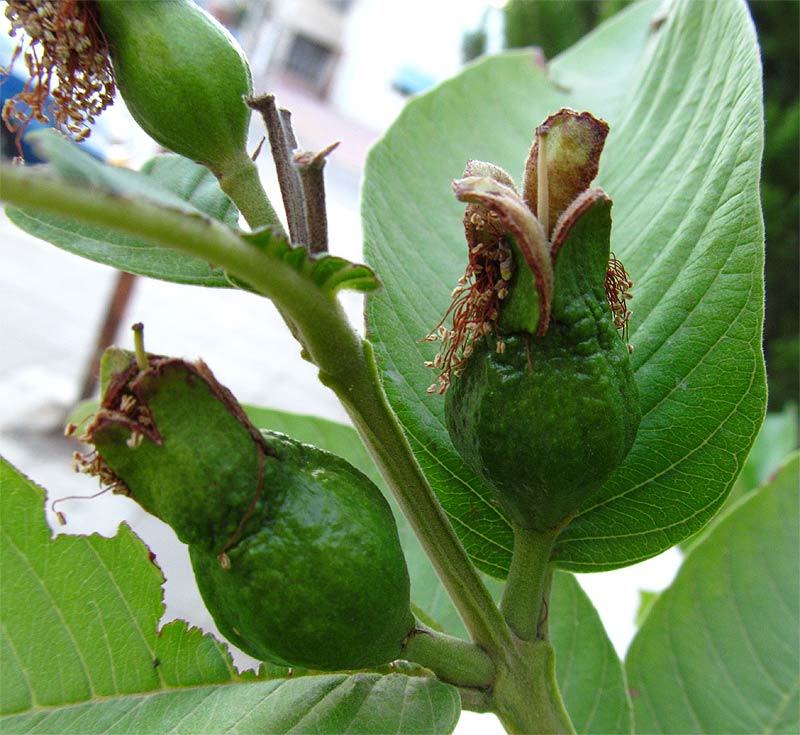 Image of Psidium guajava specimen.