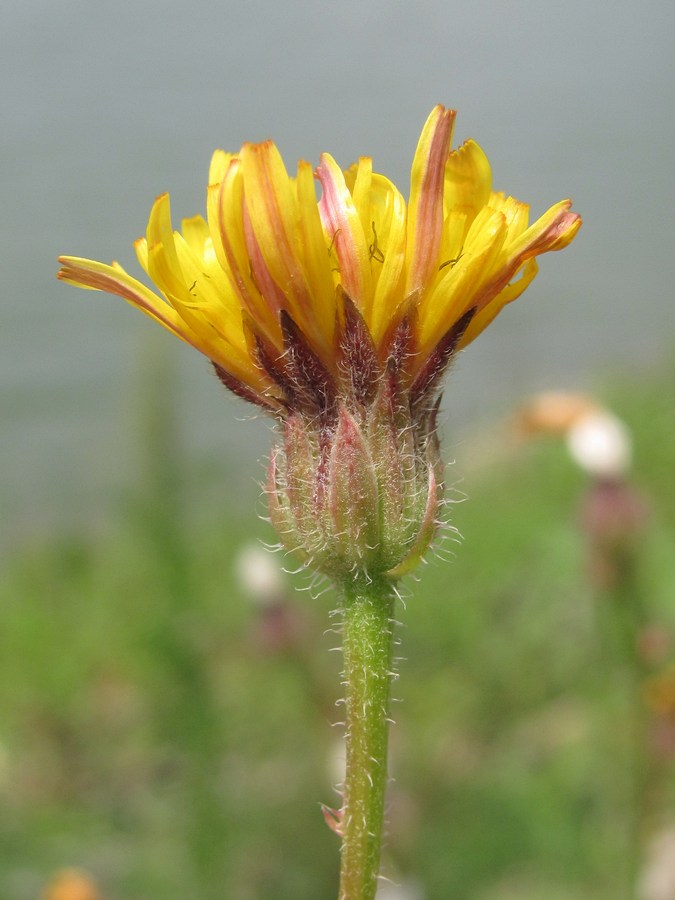 Изображение особи Crepis rhoeadifolia.