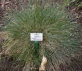 Festuca pallens