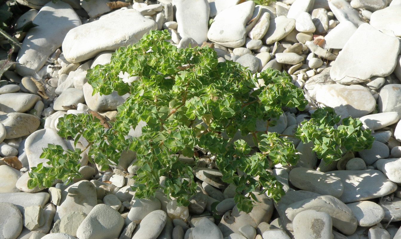 Image of Euphorbia falcata specimen.