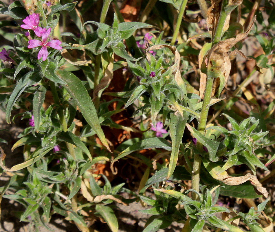 Изображение особи род Epilobium.