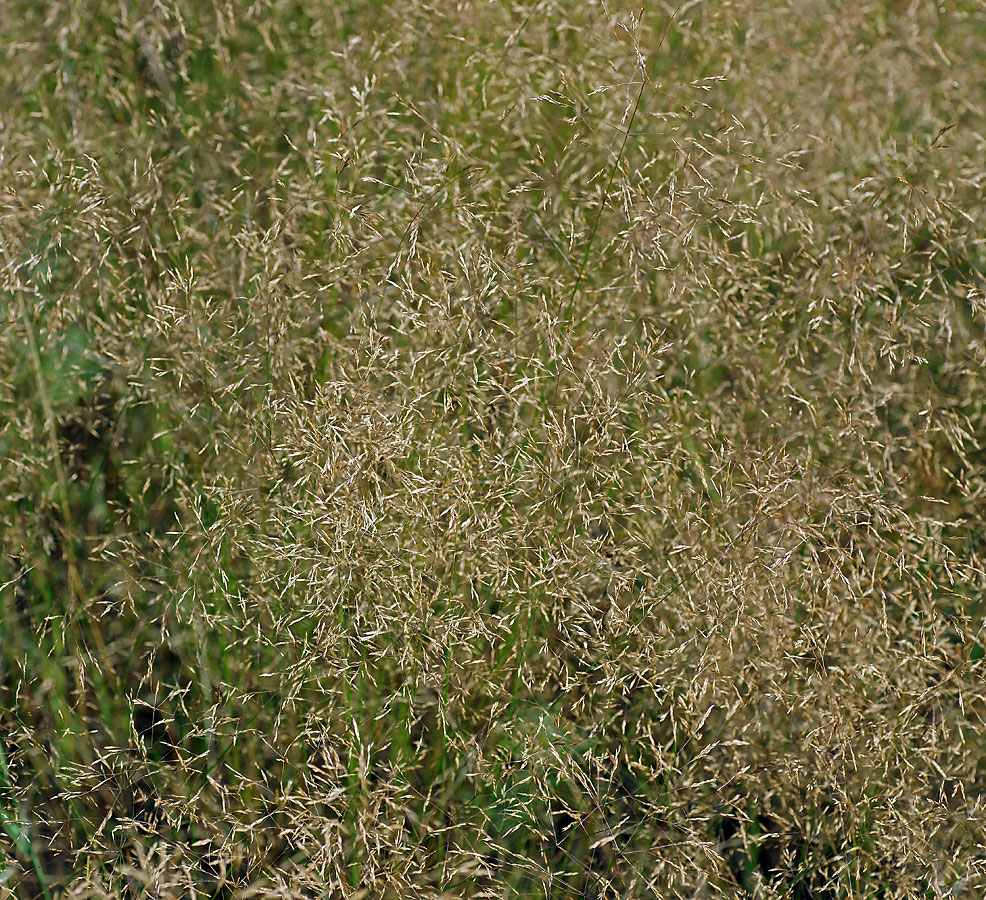 Image of genus Agrostis specimen.