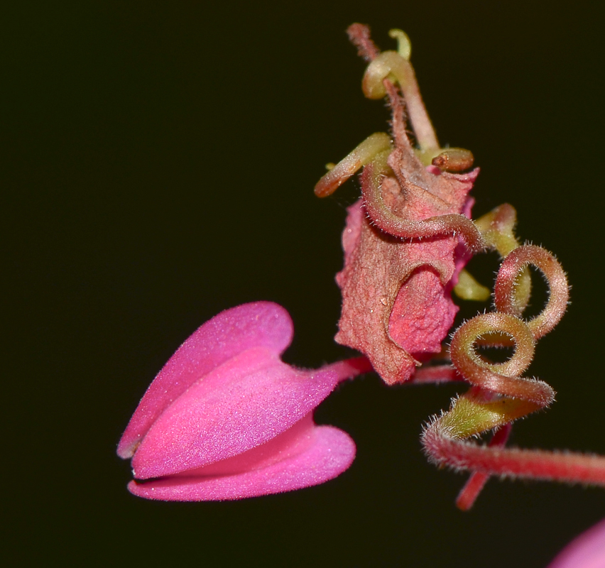 Image of Antigonon leptopus specimen.