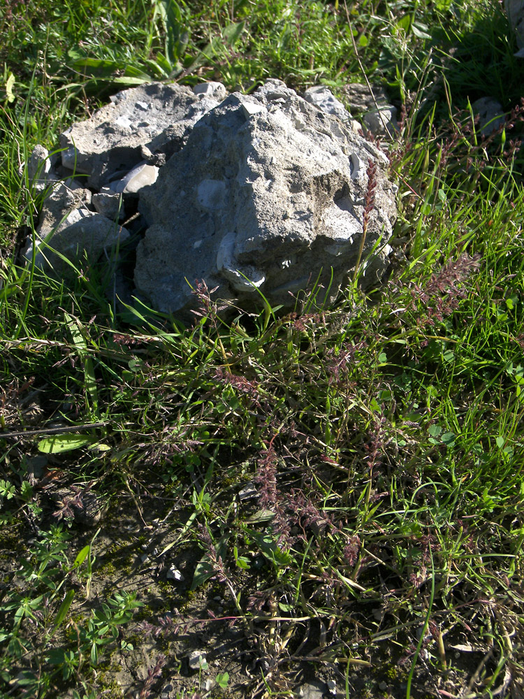 Image of Tragus racemosus specimen.