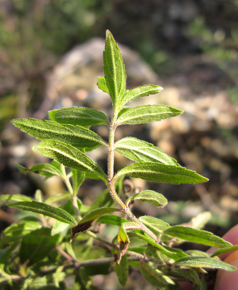 Image of Veronica umbrosa specimen.