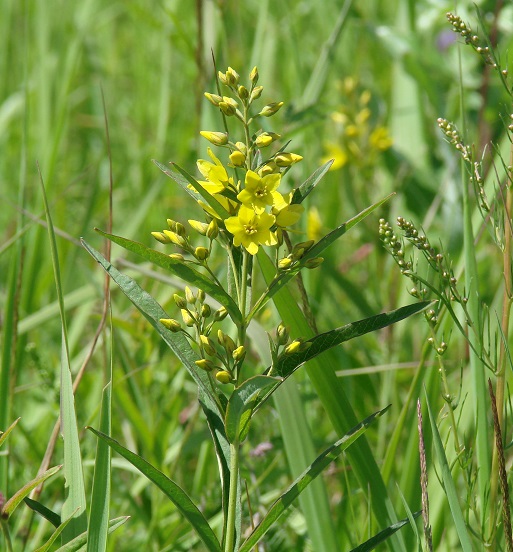 Изображение особи Lysimachia davurica.