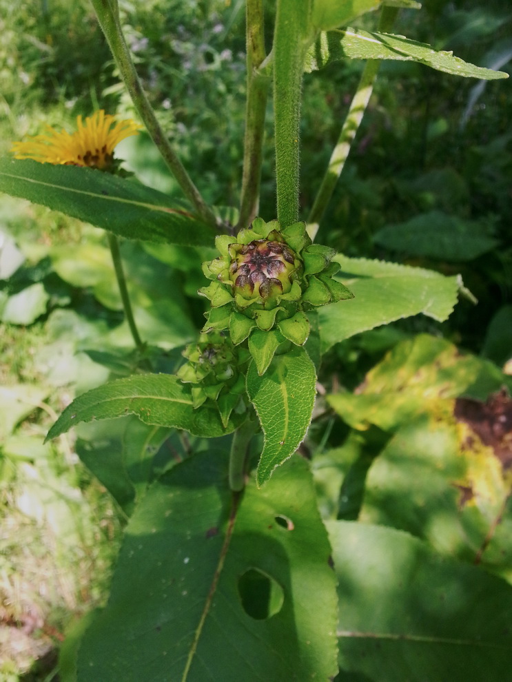 Image of Inula helenium specimen.