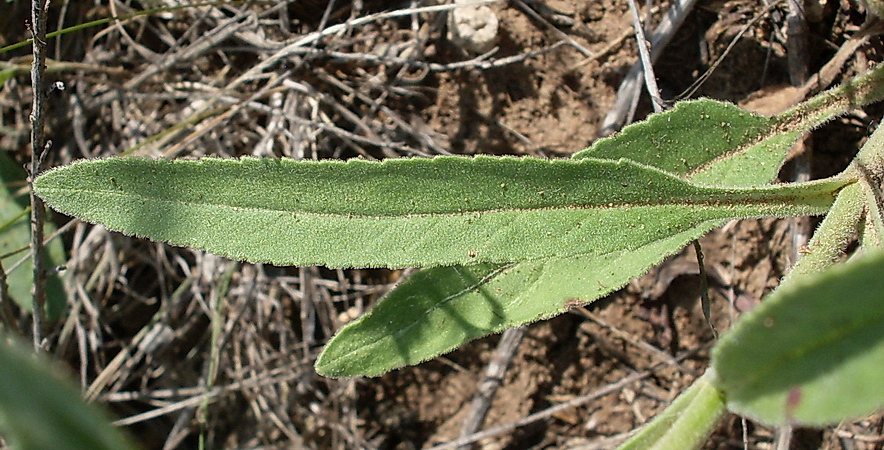 Image of Veronica viscosula specimen.