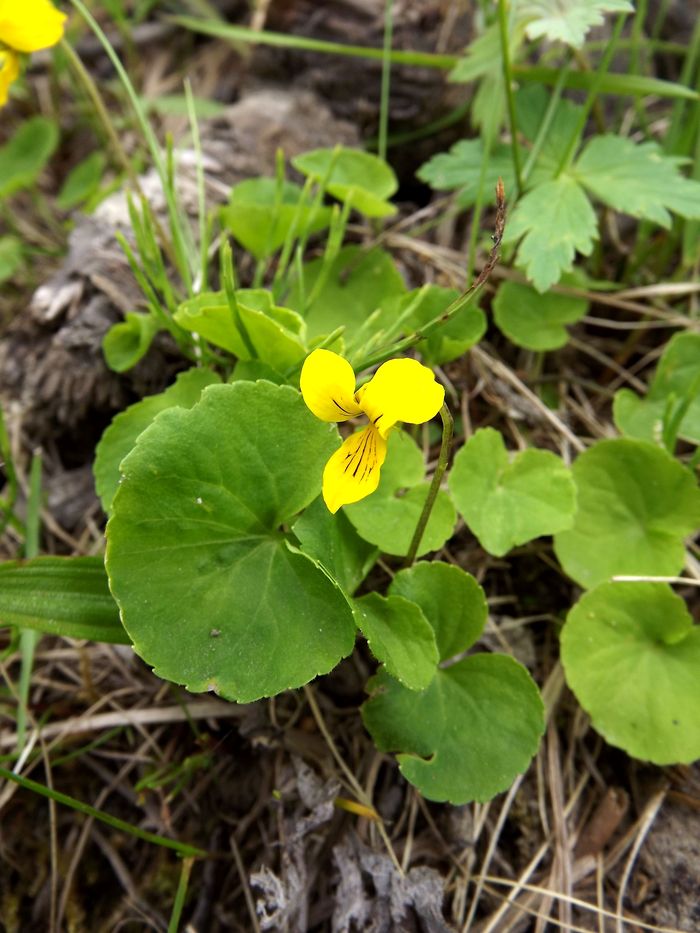 Image of Viola biflora specimen.