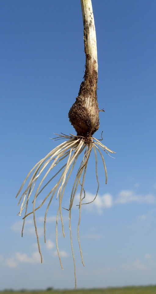 Изображение особи Allium sphaerocephalon.