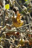 Aristolochia californica. Побеги с цветком. США, Калифорния, Санта-Барбара, ботанический сад. 18.02.2014.