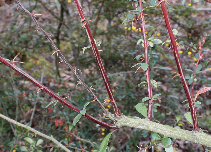 Image of Berberis hakeoides specimen.