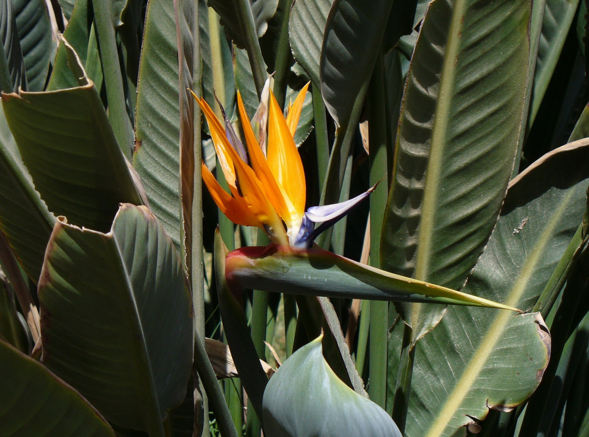 Изображение особи Strelitzia reginae.