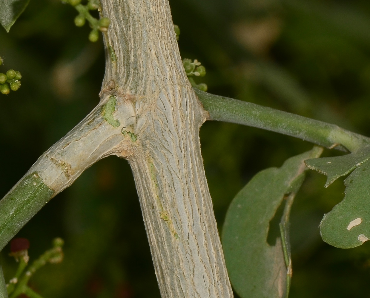 Image of Salvadora persica specimen.