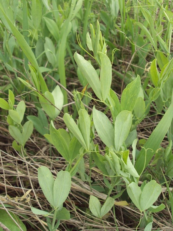 Image of Lathyrus tuberosus specimen.